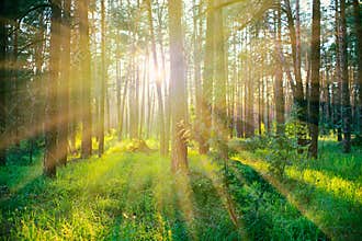 Pine forest on sunrise