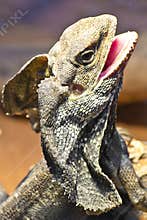 Frilled Lizard