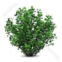 Guelder rose bush isolated on white