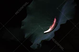 A petal of lotus