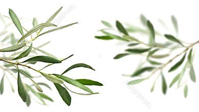 Olive tree branches