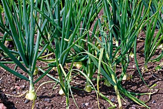 Onions Ailsa Craig growing in the garden