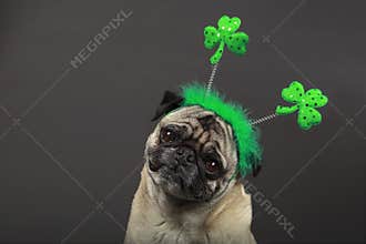 St. Patrick's Day Pug