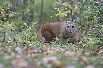 Stalking mountain lion ready to attack prey