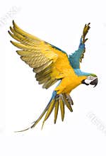 Bright ara parrot flying