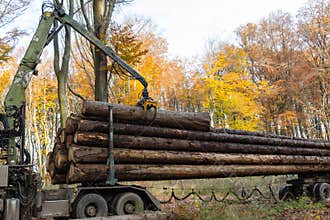 In a forest a truck crane moves logs onto the truck