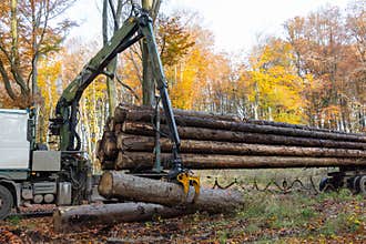 In a forest a truck crane moves logs onto the truck