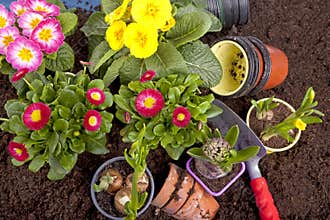 Planting flowers in a flowerbed