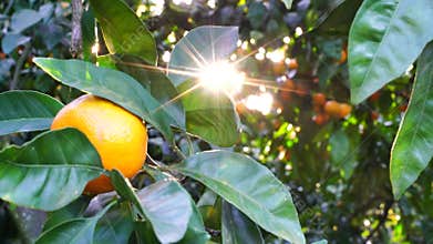 Ripe juicy sweet mandarins on a tree in a citrus orchard, selective focus. tangerine, oranges. fresh ripe fruit on a