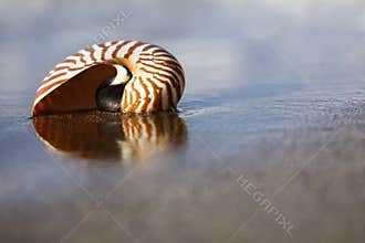 Beach Nautilus
