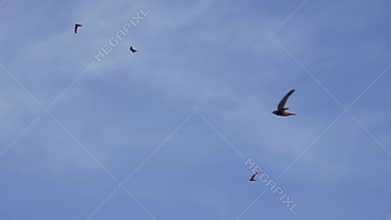 Flight of high-speed Swifts