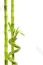 Bamboo isolated on white
