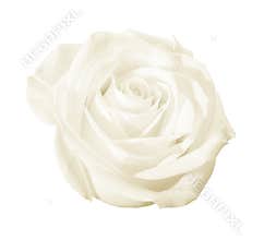 White rose flower isolated