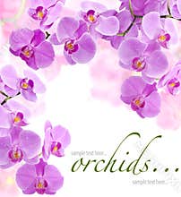 Orchid flowers