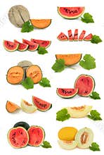 Melon Fruit Collection