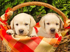 Labrador retriever puppies in a basket