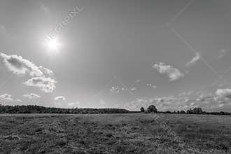 Field and forest under the bright sun black and white