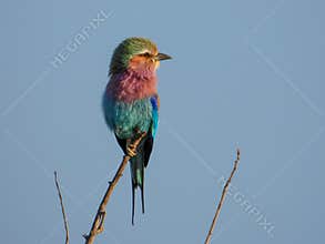 Lilac-breasted roller in the Kruger Park in South Africa