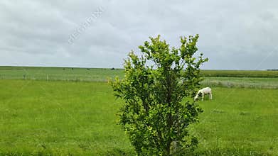 View from the side window of a moving car of green fields and meadows in the dyke country of the North Sea