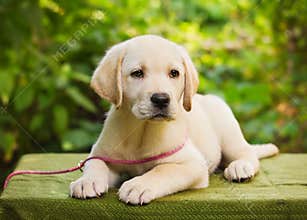 Labrador retriever puppy in the yard