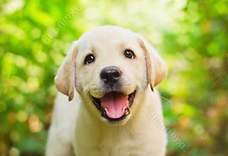 Labrador retriever puppy in the yard