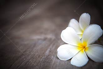 White frangipani flowers on brown wood texture w