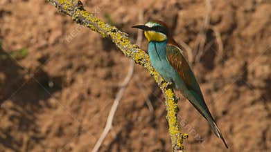 European bee-eater or Merops apiaster. Colorful tropical bird