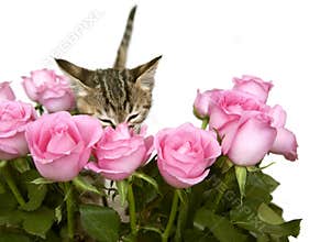 Kitten Smelling Pink Roses