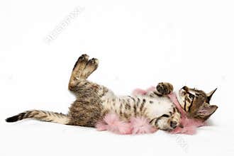 Kitten in Pink Feather Boa