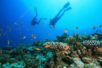 Scuba Diver explores Beautiful Coral Reef