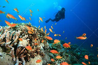 Scuba Diver explores Beautiful Coral Reef