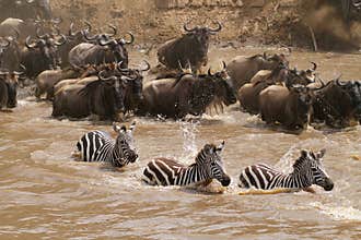 Masai Mara river crossing