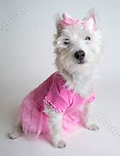 Pretty in Pink - Cute ballerina dog in pink tutu