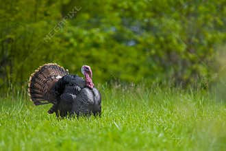 Strutting wild turkey