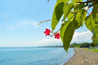 Fresh Flower Plant Peregrina Or Spicy Jatropha Or Jatropha Integerrima Growing In Beach Garden