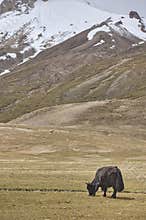 A  yak graze in Upper Shimshal rivers at 4800m altitude mountain