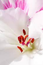 Macro of pollen on stamen