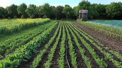 Carrot stem field root farm farming leaves leaf green vegetables growing Daucus carota aerial drone harvest land orange