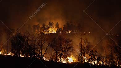 Wildfire disaster in tropical forest caused by human