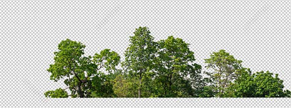 Green trees isolated on transparent background forest and summer foliage for both print and web with cut path and alpha channel