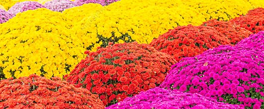 Part Sun and Shade Flowers At Local Farmers Market