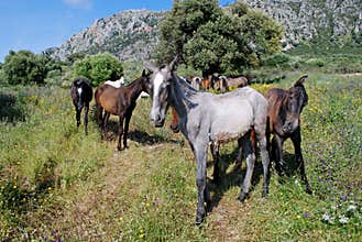 Wild horses near Casares, Spain.