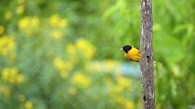 Tropical Bird in Costa Rica, Baltimore Oriel (icterus galbula), Bright Colourful Yellow Bird in Rain