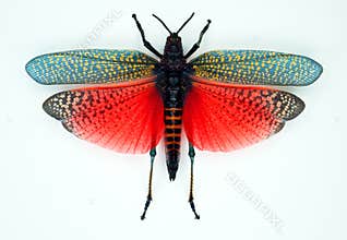 Grasshopper with red orange green wings isolated on white. Extraordinary beautiful giant grasshopper Phymateus saxosus close up.