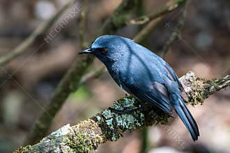 White-bellied blue robin Sholicola albiventris or white-bellied sholakili observed in Eravikulam National Park