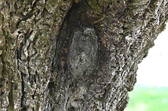 English walnut Juglans regia   1