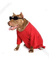 Amusing American Pit Bull Terrier dog dressed in a red tee shirt over white