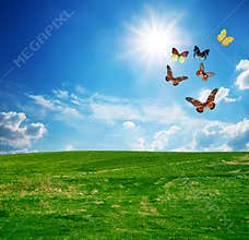 Green field, a butterfly group fly