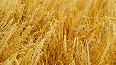 Ripe wheat.Child hand touches ears of wheat.Spikelets of ripe yellow wheat close-up. Slow motion.Wheat harvest.