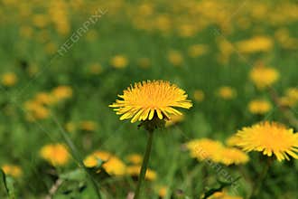 Dandelion